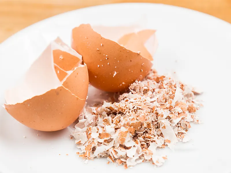 Can You Put Eggshells In The Garbage Disposal?