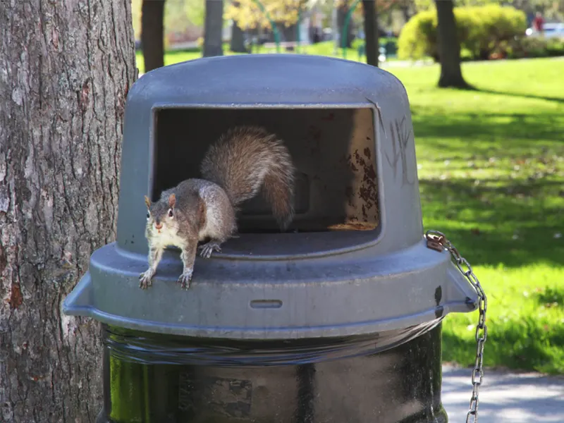 How To Keep Squirrels Out Of Garbage?